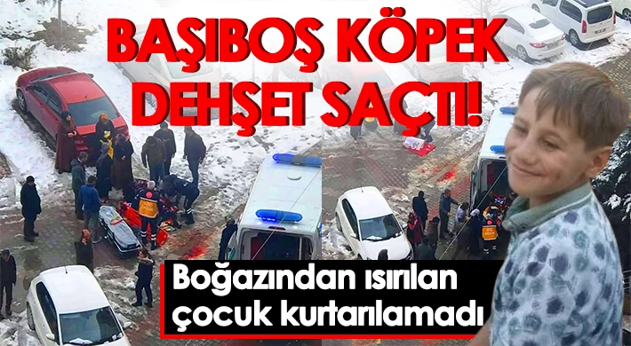 Başıboş köpek dehşet saçtı! O çocuk kurtarılamadı