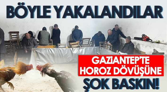 Gaziantep'te horoz dövüştüren 27 şahsa 109 bin lira ceza