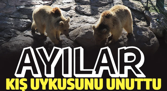 Hayvanat bahçesindeki ayılar bu yıl da kış uykusuna yatmıyor