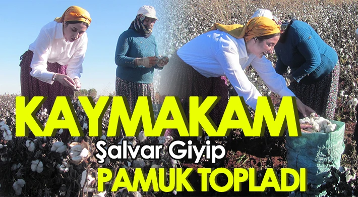 Kadın kaymakam şalvar giyip pamuk topladı