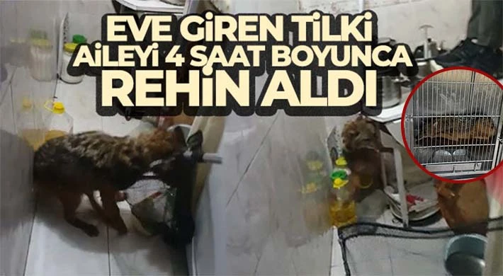 Eve giren tilki, aileyi 4 saat boyunca rehin aldı