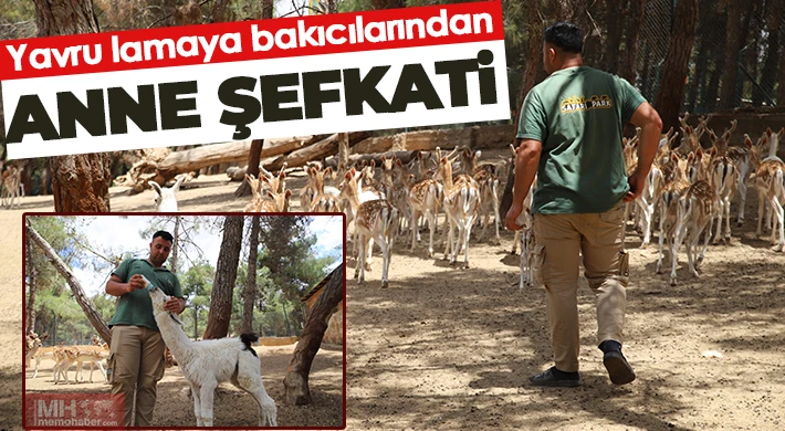 Annesi tarafından terk edilen lamaya bakıcıları sahip çıktı