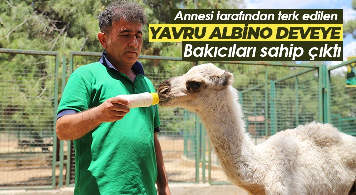 Annesi tarafından terk edilen yavru albino deveye bakıcıları sahip çıktı