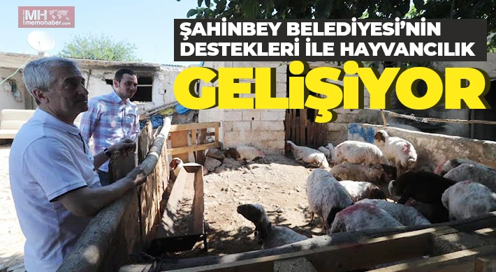 Şahinbey’in destekleriyle hayvancılık gelişiyor