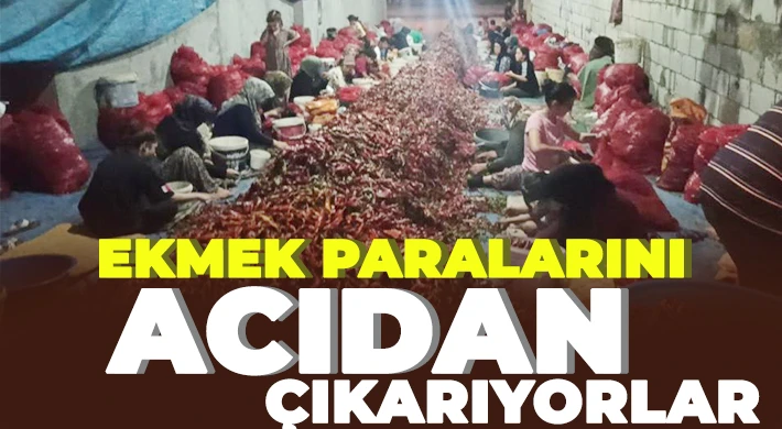 Acı biberin çöpünü temizleyerek ekmeklerini kazanıyorlar