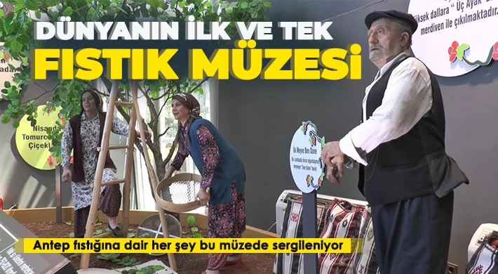 Fıstığın başkenti Gaziantep’te fıstığın tarihine yolculuk