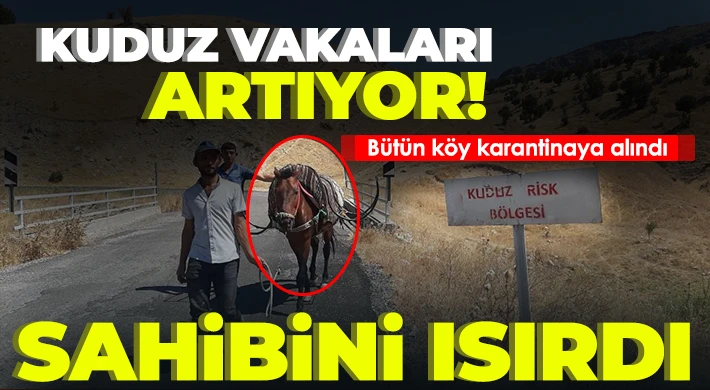 Sahibini ısıran at kuduz çıktı, köy karantinaya alındı