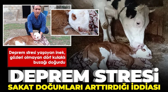 Anne ineğin engelli buzağıya ilgisi duygulandırdı