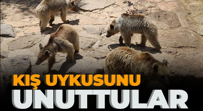 Gaziantep'te hayvanlar kış uykusunu unuttu