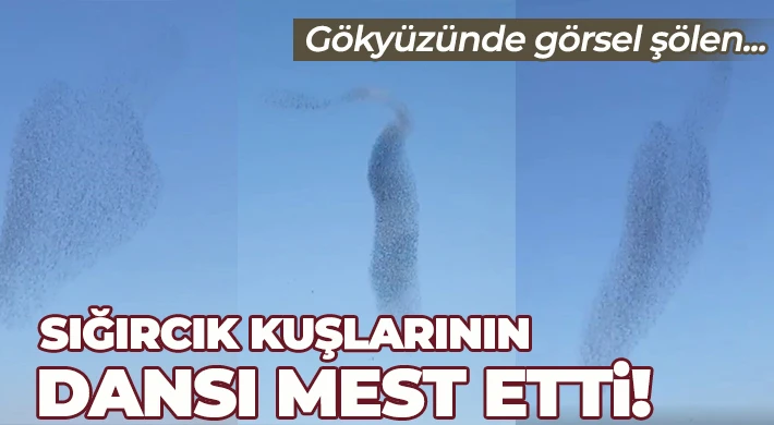 Sığırcık kuşlarının gökyüzündeki dansı hayran bıraktı