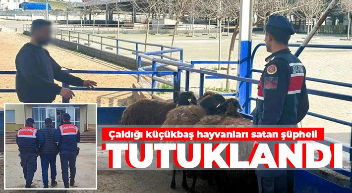 Çaldığı küçükbaş hayvanları satan şüpheli tutuklandı