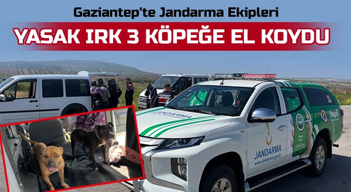 Jandarma Ekipleri Yasak Irk Köpeklere El Koydu