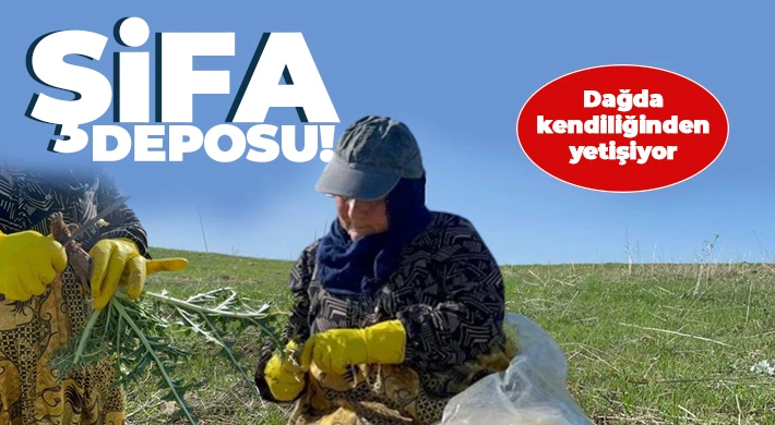 Şifa deposu ‘kenger otu’ mesaisi başladı