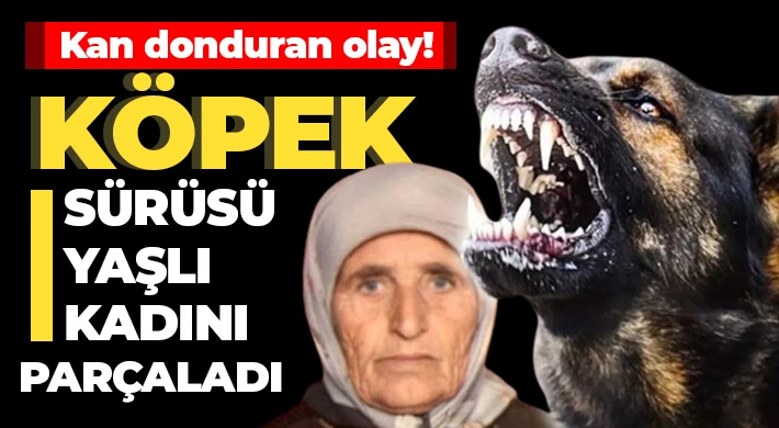 Köpek sürüsü yaşlı kadını parçaladı