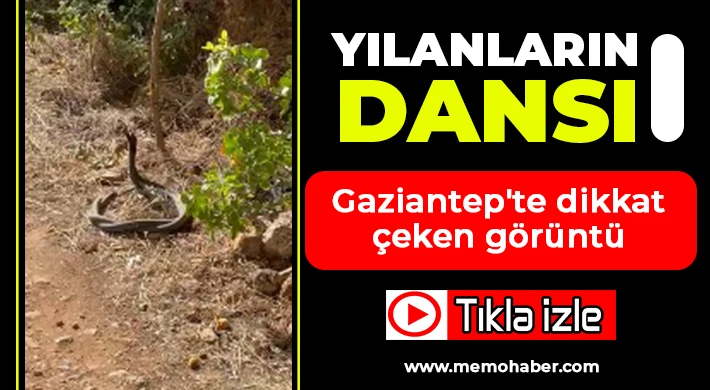 Gaziantep'te dikkat çeken görüntü