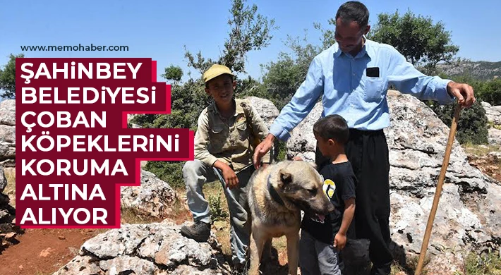 Şahinbey Belediyesi Çoban Köpeklerini Koruma Altına Alıyor