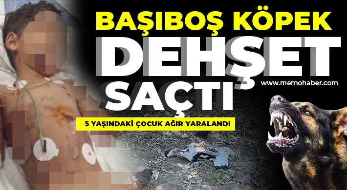 Başıboş köpek dehşet saçtı: 5 yaşındaki çocuk ağır yaralandı