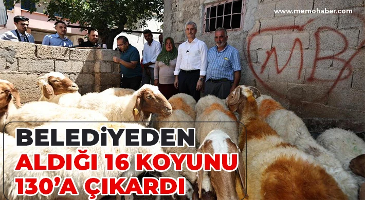Belediyeden aldığı 16 koyunu 130’a çıkardı