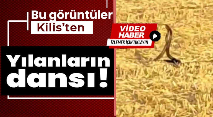 Kilis'te yılanların çiftleşme dansı kameraya yansıdı