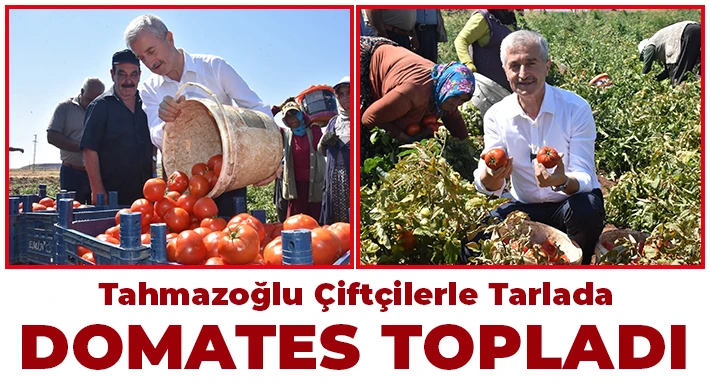 Tahmazoğlu çiftçilerle tarlada domates topladı