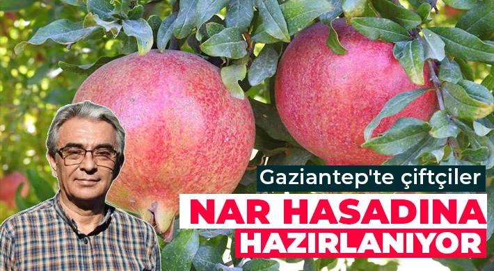 Gaziantep'te çiftçiler nar hasadına hazırlanıyor