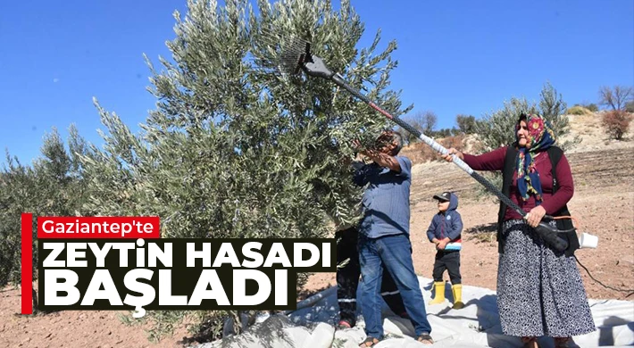 Gaziantep'te zeytin hasadı başladı