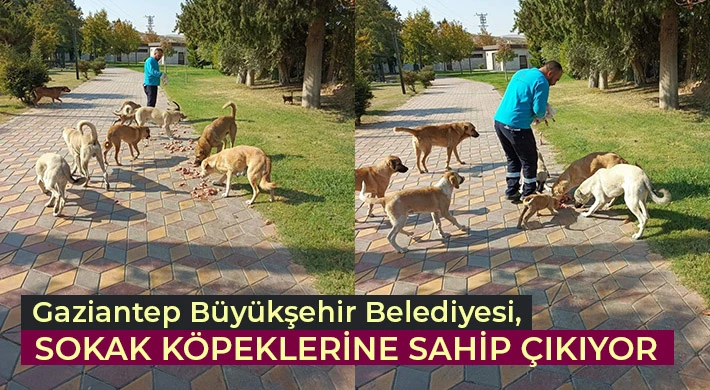 Gaziantep Büyükşehir Belediyesi, Sokak Köpeklerine Sahip Çıkıyor