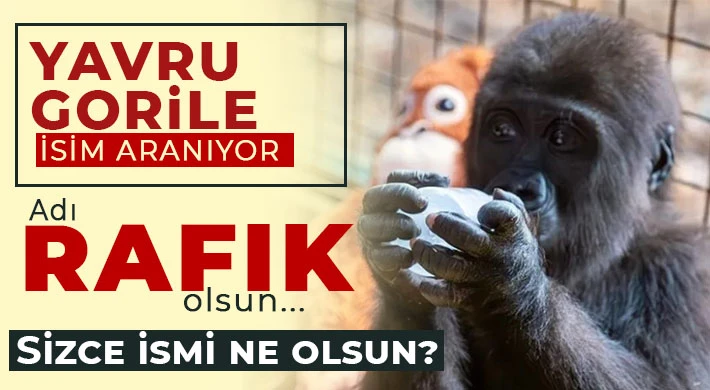 Yavru gorile isim aranıyor