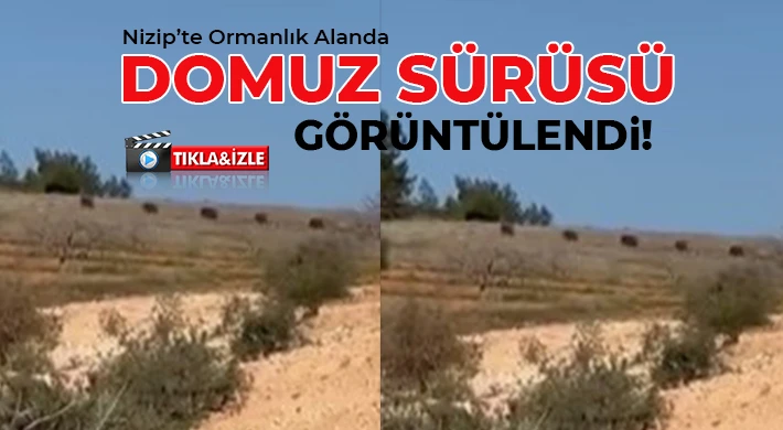 Nizip’te Ormanlık Alanda Domuz Sürüsü Görüntülendi!