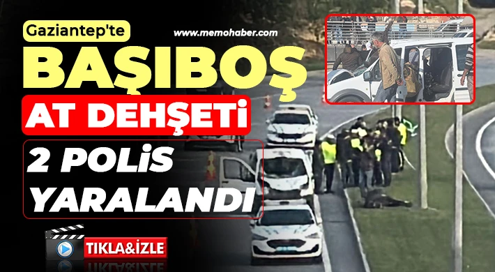 Gaziantep'te başıboş at dehşeti