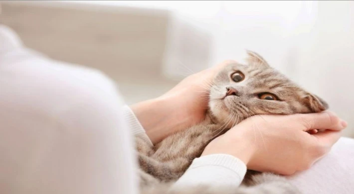 Yavru Kedi Fiyatları 2025’te Herkesi Sevindirdi! Minik Patilere Ulaşmak Artık Çok Daha Kolay