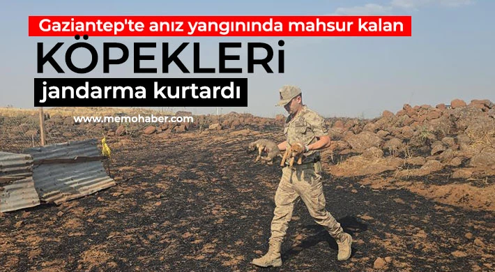 Gaziantep'te anız yangınında mahsur kalan köpekleri jandarma kurtardı