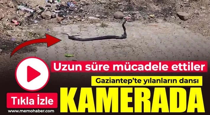 Gaziantep'te yılanların dansı kamerada