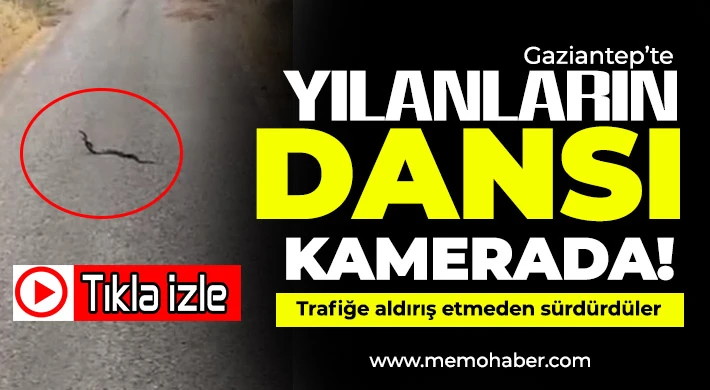 Gaziantep'te yılanların dansı kamerada