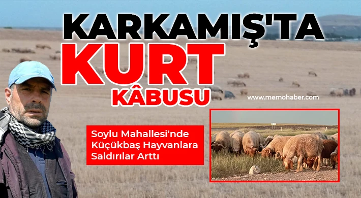 Karkamış'ta Kurt Kâbusu: Soylu Mahallesi'nde Küçükbaş Hayvanlara Saldırılar Arttı