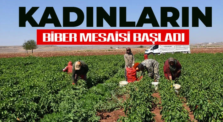 Kadınların biber mesaisi başladı