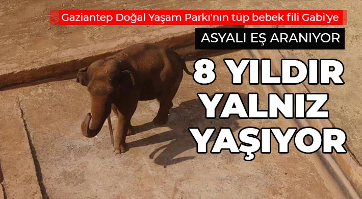 Gaziantep Doğal Yaşam Parkı'nın tüp bebek fili Gabi'ye Asyalı eş aranıyor