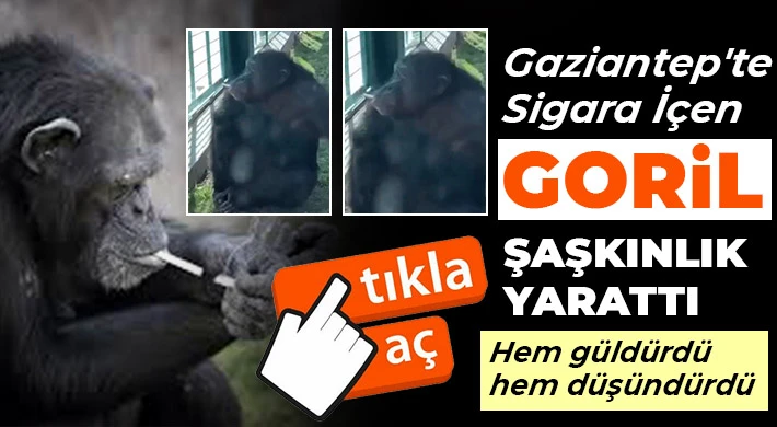 Gaziantep’te bir goril, sigara içerken görüntülendi