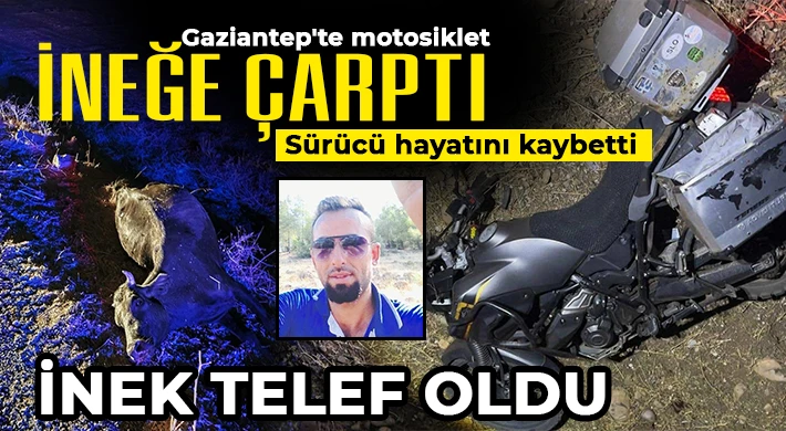Gaziantep'te motosiklet ineğe çarptı: Sürücü hayatını kaybetti, inek telef oldu