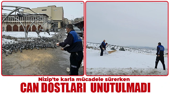 Nizip'te karla mücadele sürerken can dostları unutulmadı