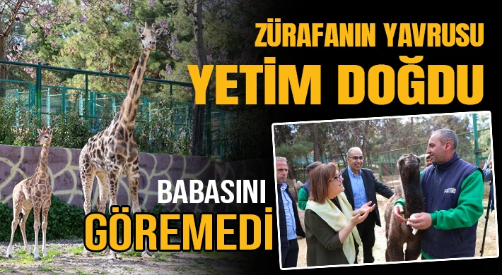 Zürafanın yavrusu yetim doğdu