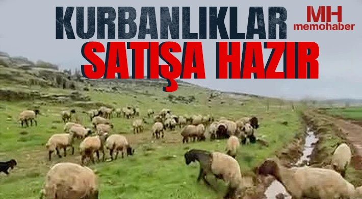Gaziantep'te kurbanlıklar satışa hazır