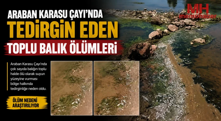 Araban Karasu Çayı'nda tedirgin eden toplu balık ölümleri