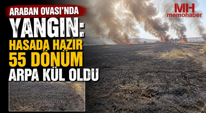Araban Ovası'nda yangın: Hasada hazır 55 dönüm arpa kül oldu