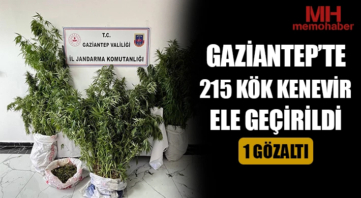 Gaziantep’te 215 kök kenevir ele geçirildi: 1 gözaltı