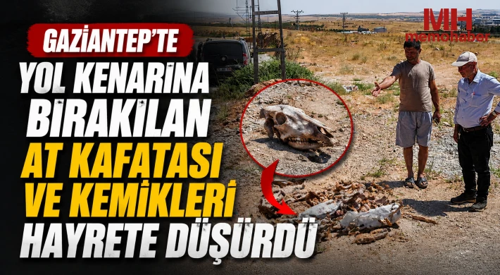 Gaziantep'te yol kenarına bırakılan at kafatası ve kemikleri hayrete düşürdü