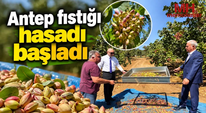 Antep fıstığı hasadı başladı