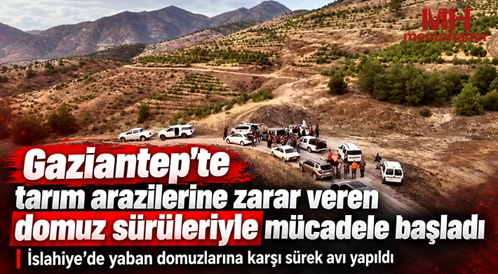 Gaziantep'te tarım arazilerine zarar veren domuz sürüleriyle mücadele başladı