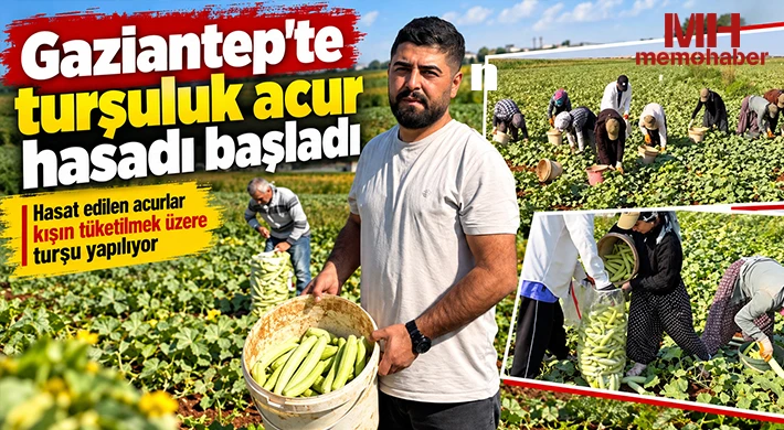 Gaziantep'te turşuluk acur hasadı başladı