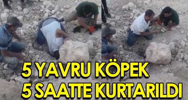 5 yavru köpek 5 saatte kurtarıldı